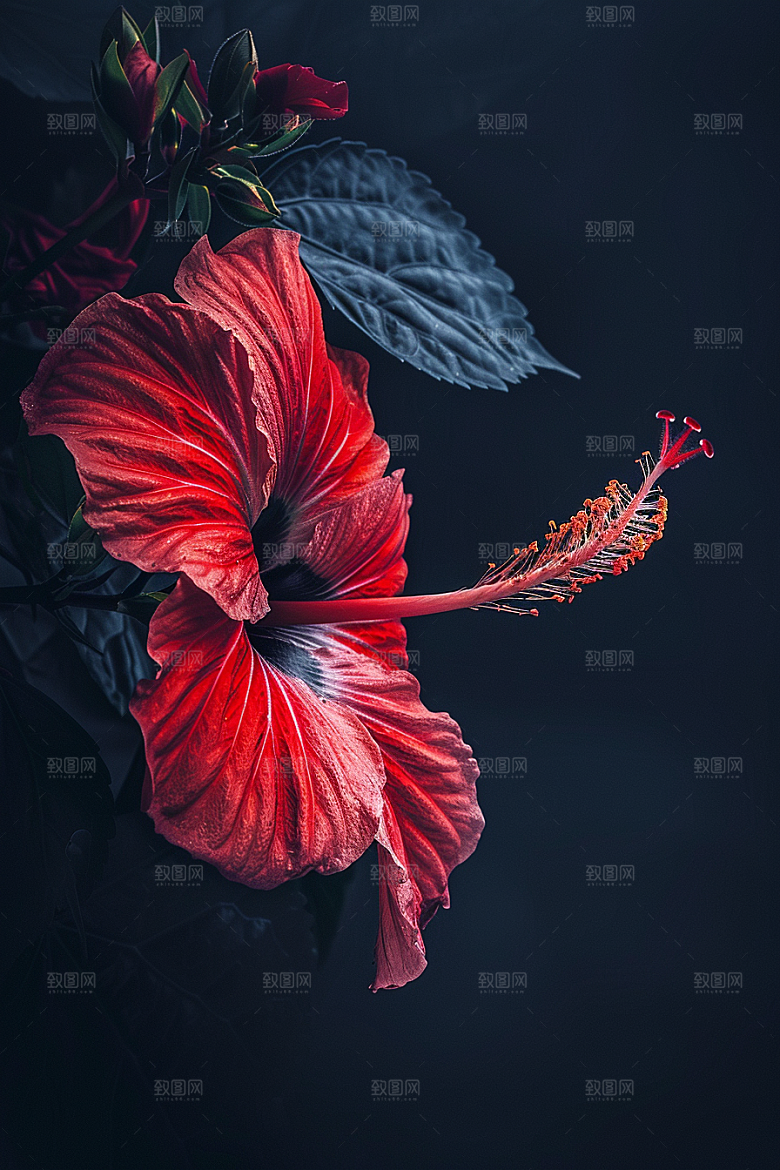 木槿花自然唯美摄影图