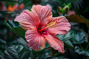 木槿花花卉高清摄影图