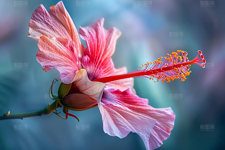 木槿花植物唯美摄影图