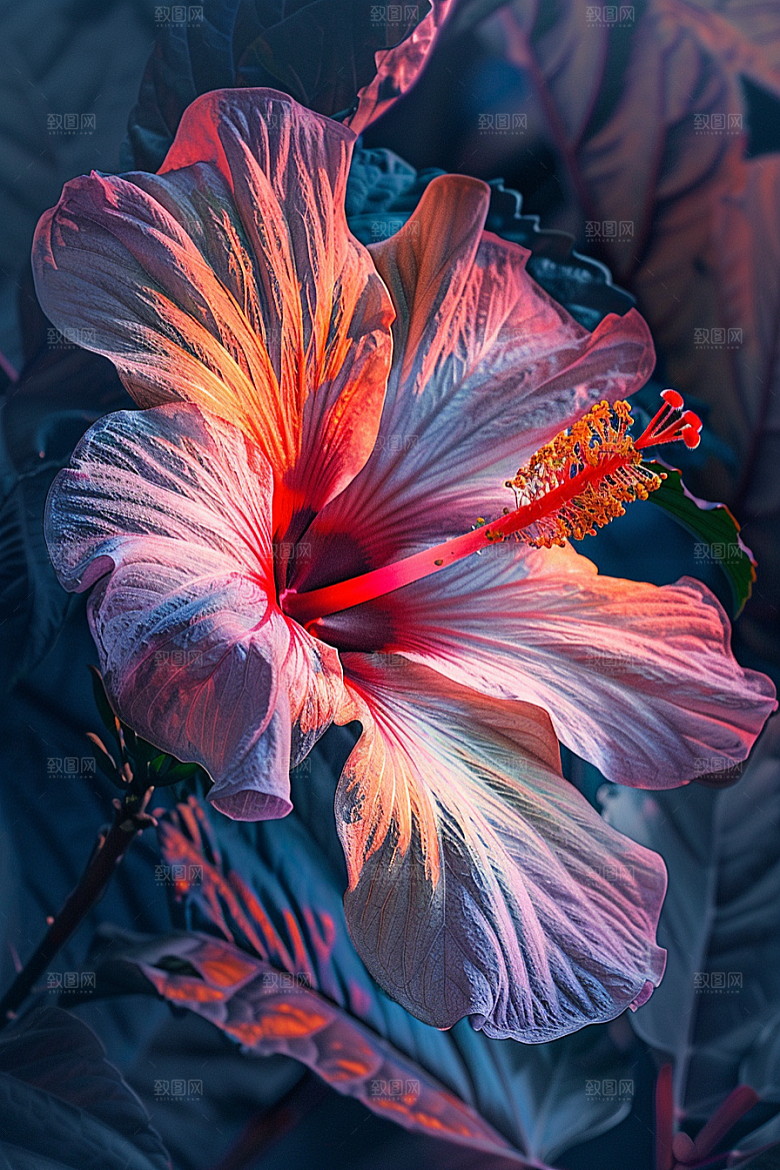 木槿花自然彩色摄影图