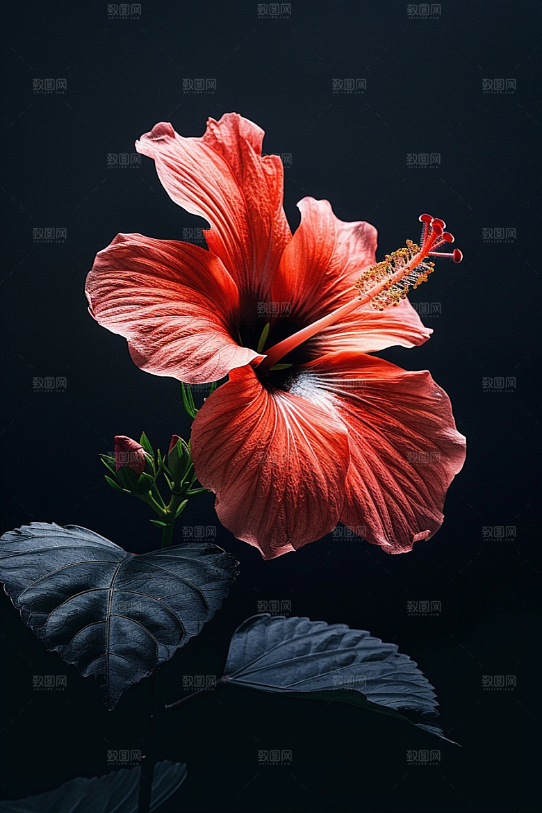 木槿花植物木棉摄影图