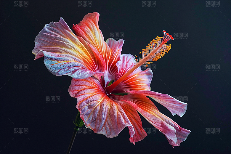 木槿花花朵清新摄影图