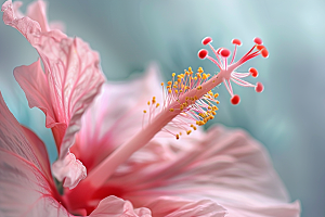 木槿花花卉花朵摄影图