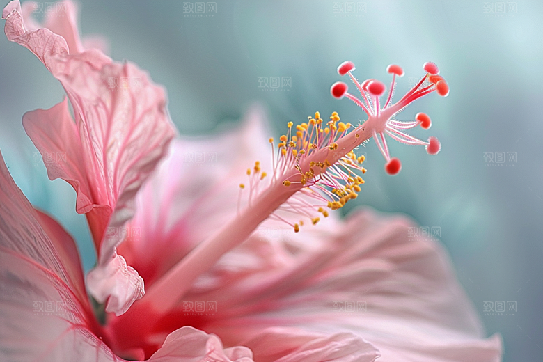 木槿花花卉花朵摄影图