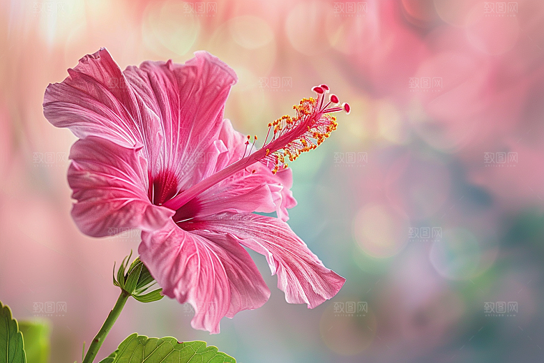 木槿花清新花朵摄影图