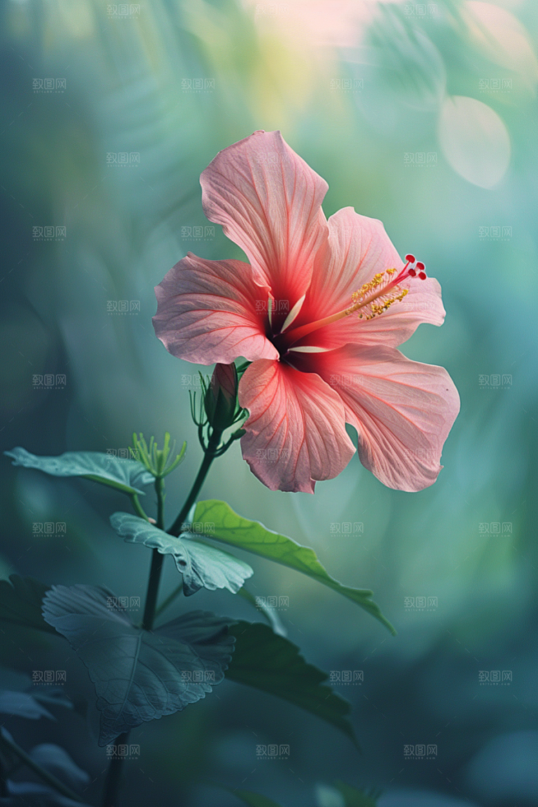 木槿花彩色自然摄影图