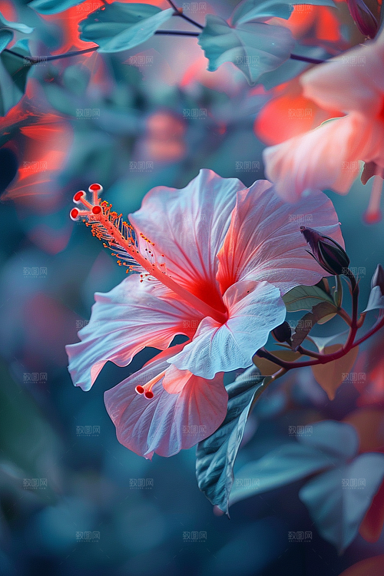 木槿花高清夏天摄影图