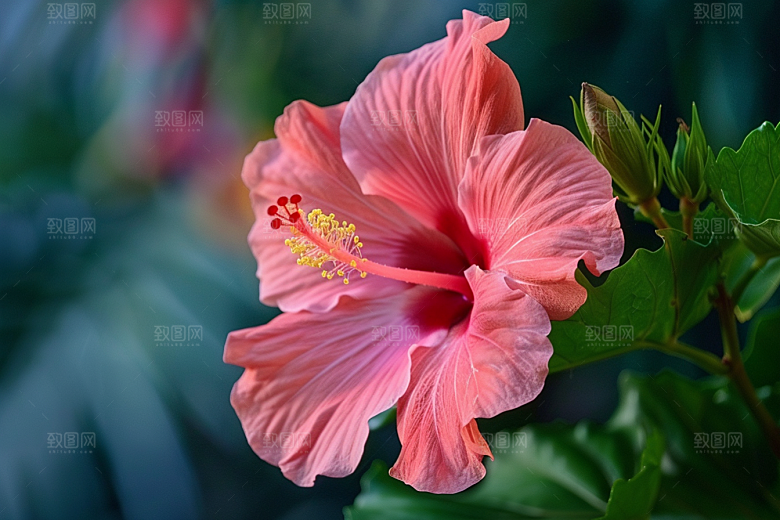 木槿花清新花卉摄影图