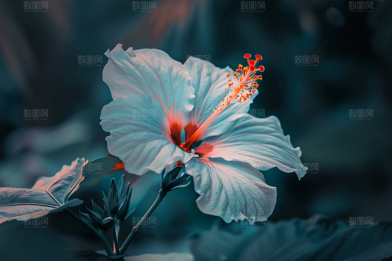 木槿花夏季花卉摄影图