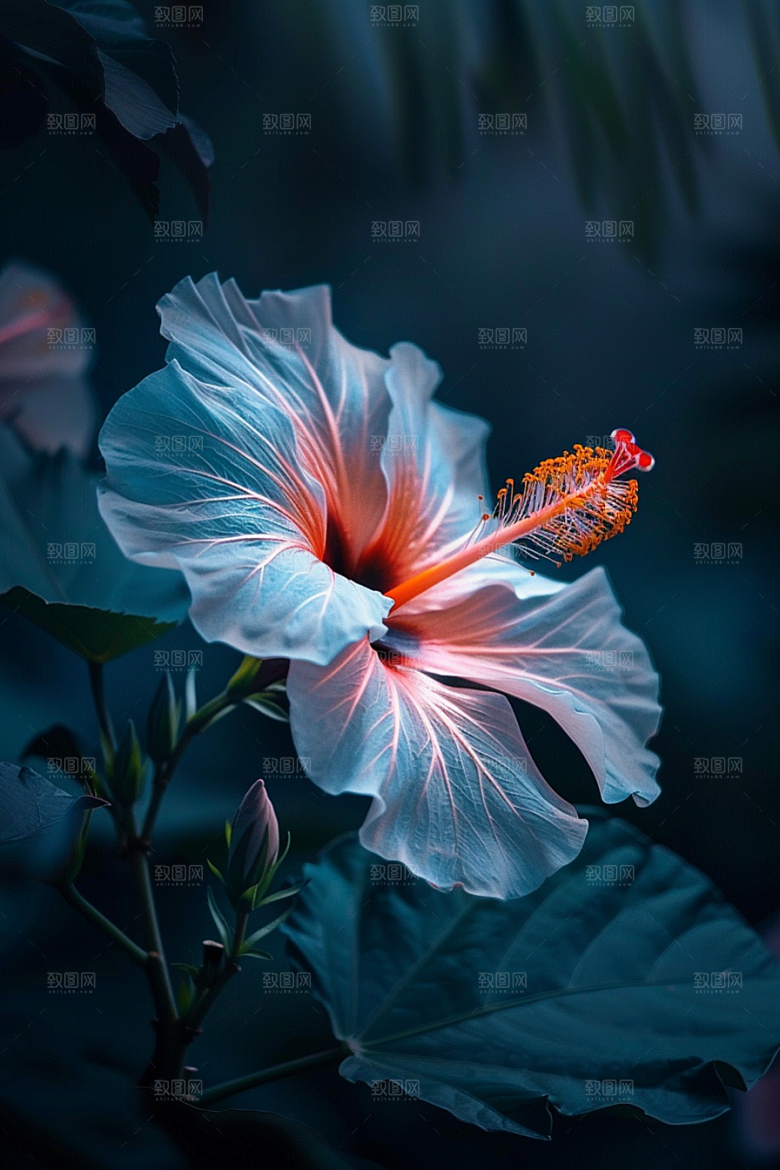 木槿花木棉高清摄影图
