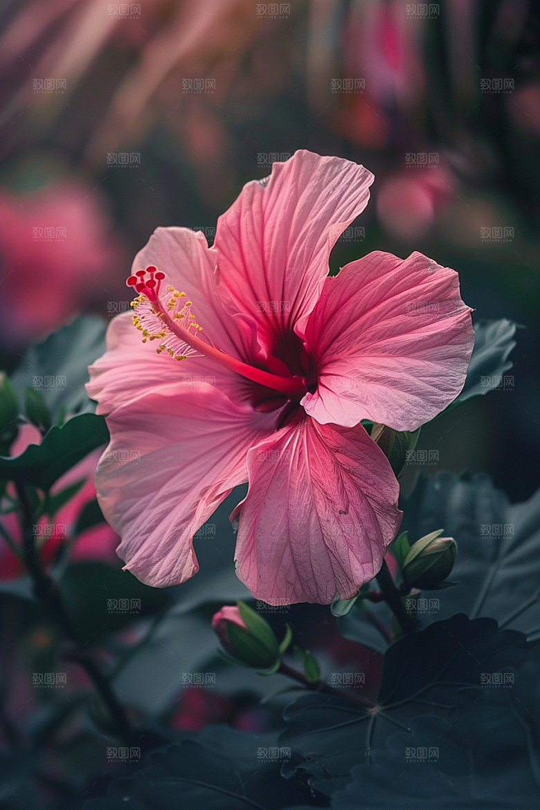 木槿花夏天植物摄影图