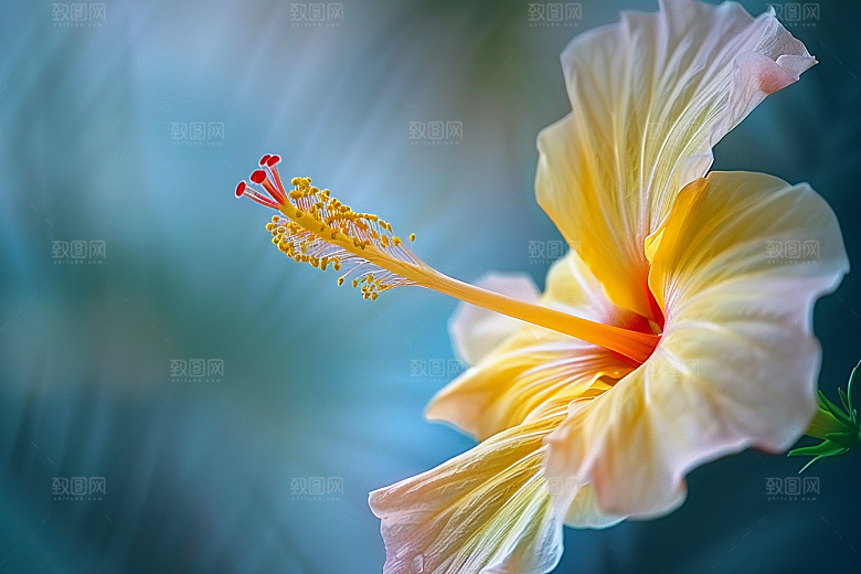 木槿花自然木棉摄影图