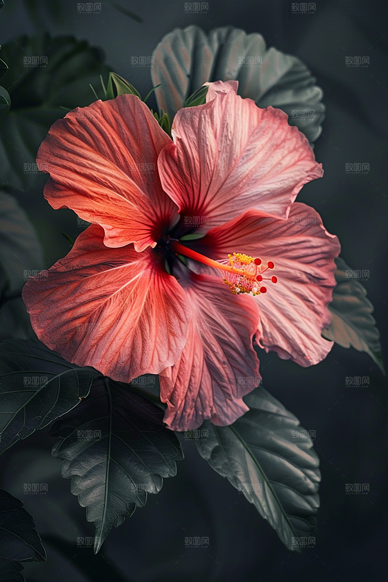 木槿花唯美花朵摄影图