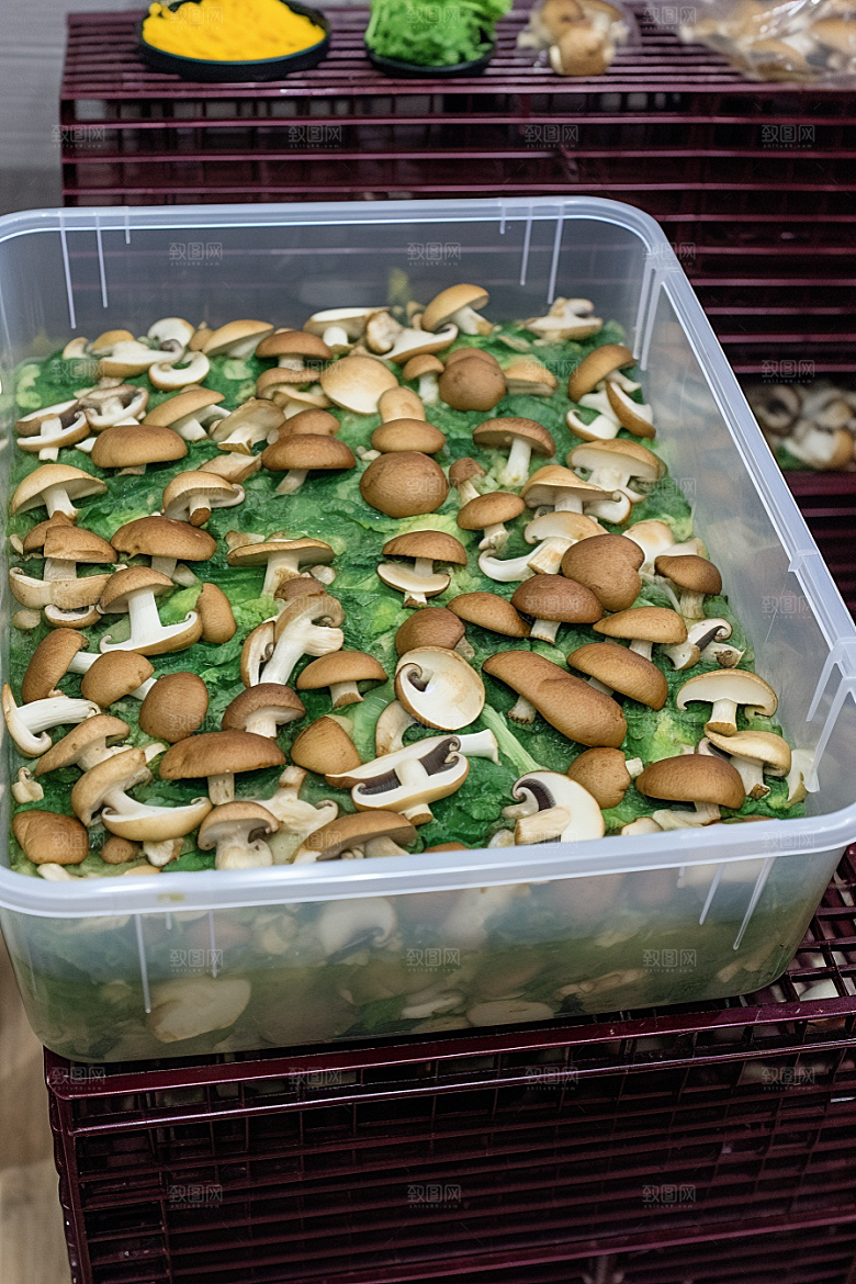 牛肝菌菌菇美食摄影图
