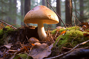 牛肝菌蘑菇高清摄影图