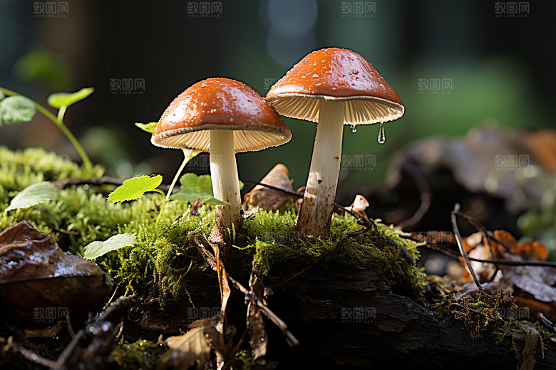 牛肝菌云南自然摄影图