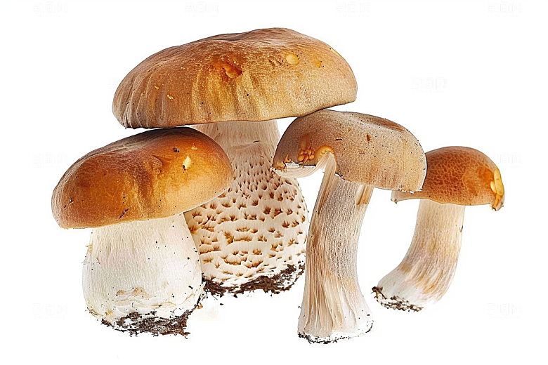 牛肝菌高清美味摄影图