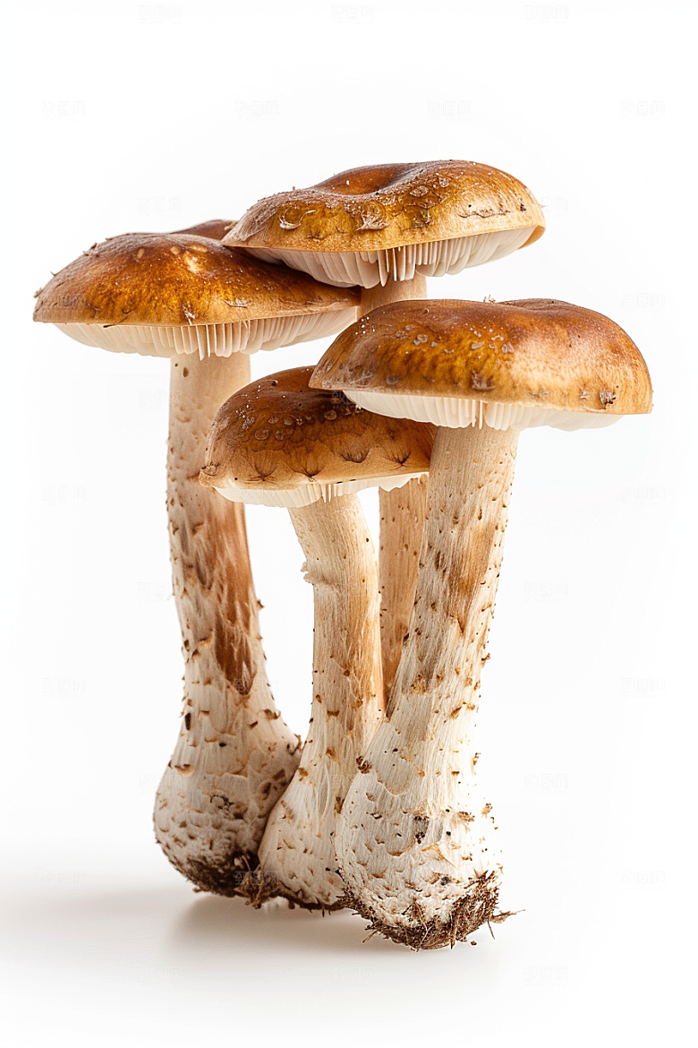 牛肝菌菌子新鲜摄影图