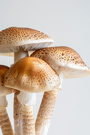 牛肝菌蘑菇山林摄影图