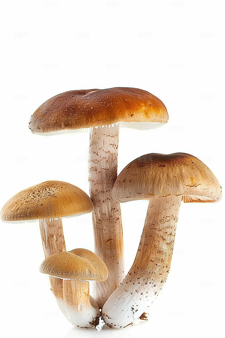 牛肝菌菌子自然摄影图