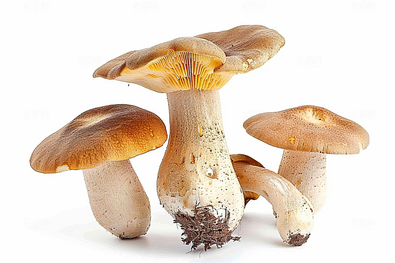 牛肝菌蘑菇新鲜摄影图