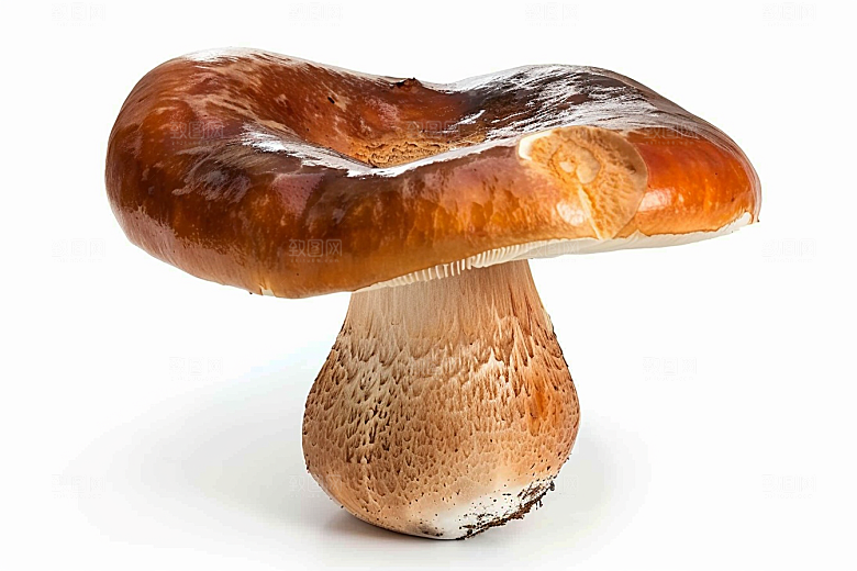 牛肝菌高清山珍摄影图