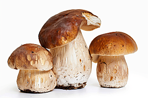 牛肝菌蘑菇野味摄影图