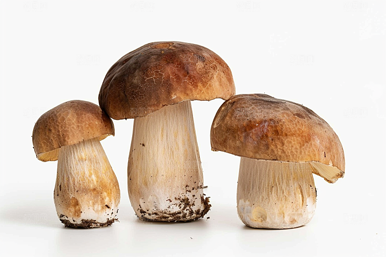 牛肝菌美味高清摄影图