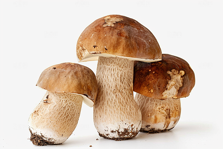 牛肝菌蘑菇山珍摄影图