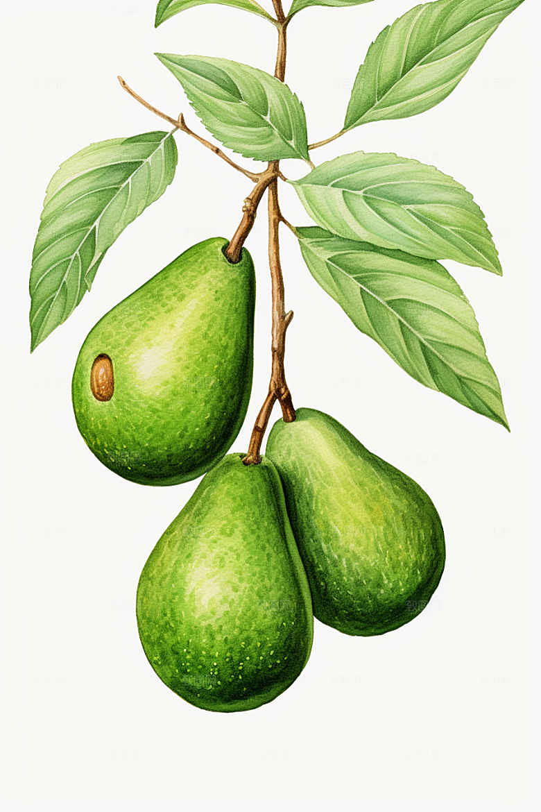 牛油果健康高清插画