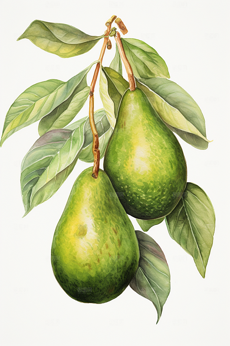 牛油果水果新鲜插画