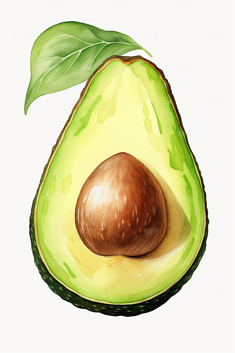 牛油果手绘高清插画