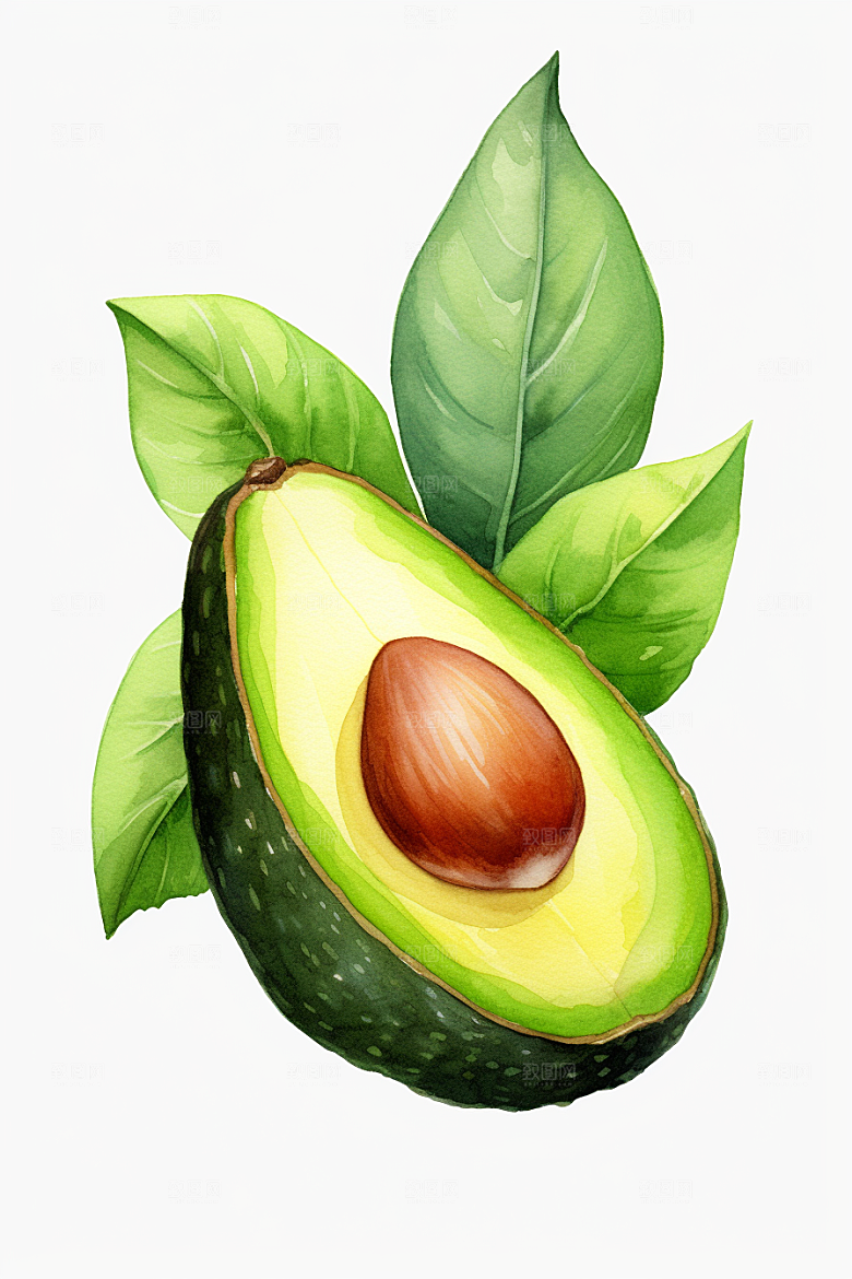 牛油果清新手绘插画