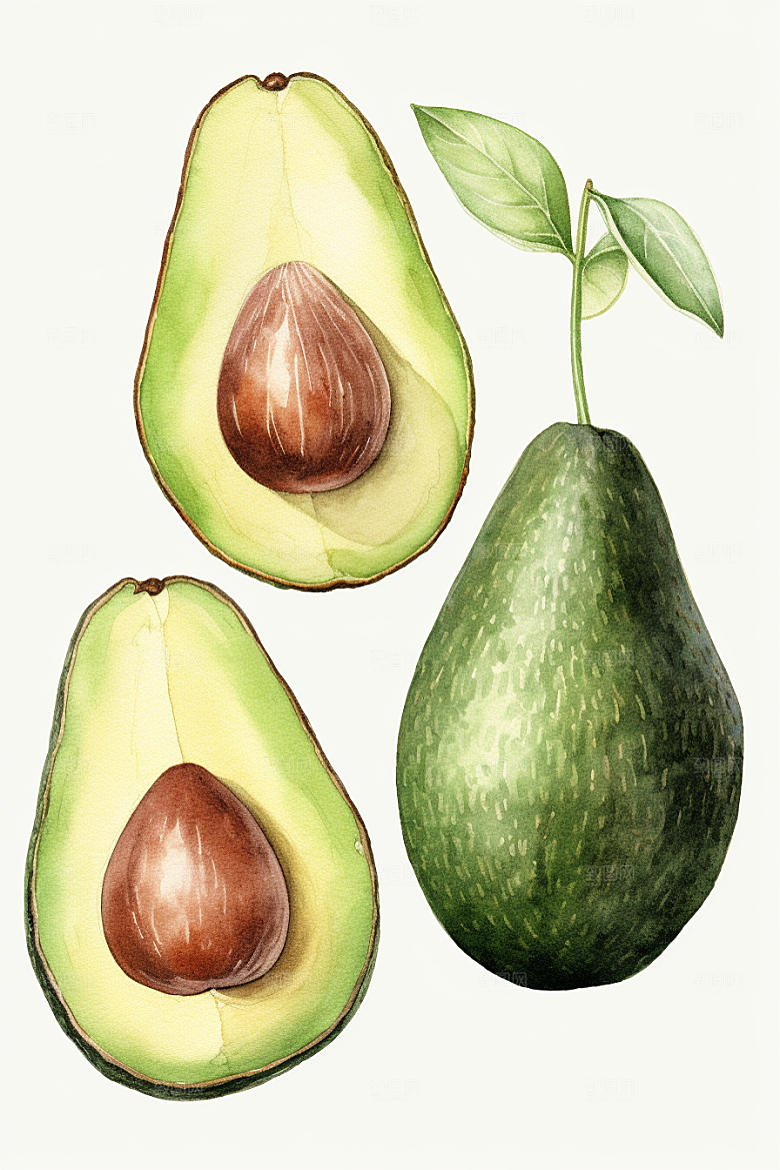 牛油果健康植物插画