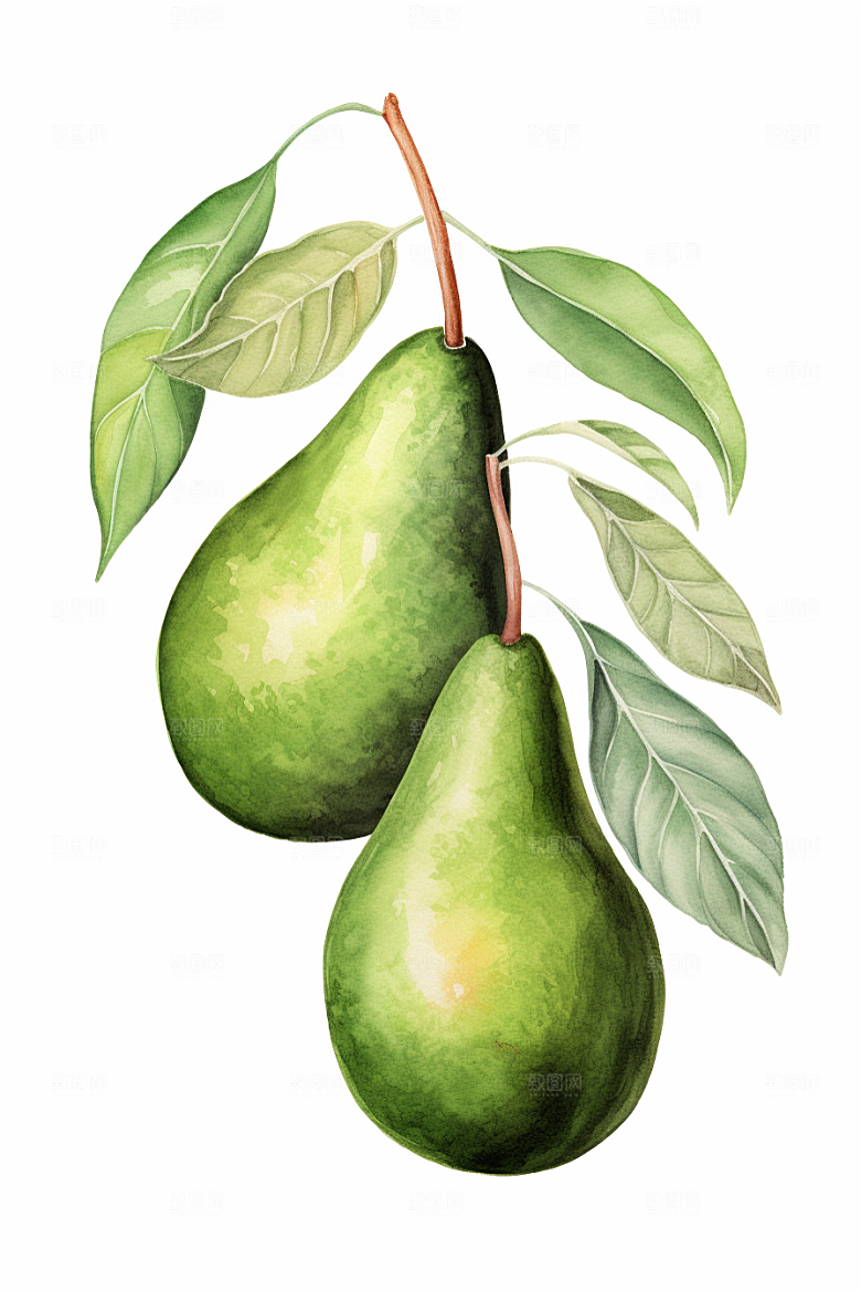牛油果健康新鲜插画