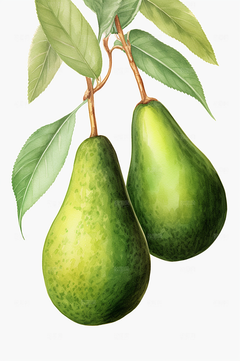 牛油果高清美食插画