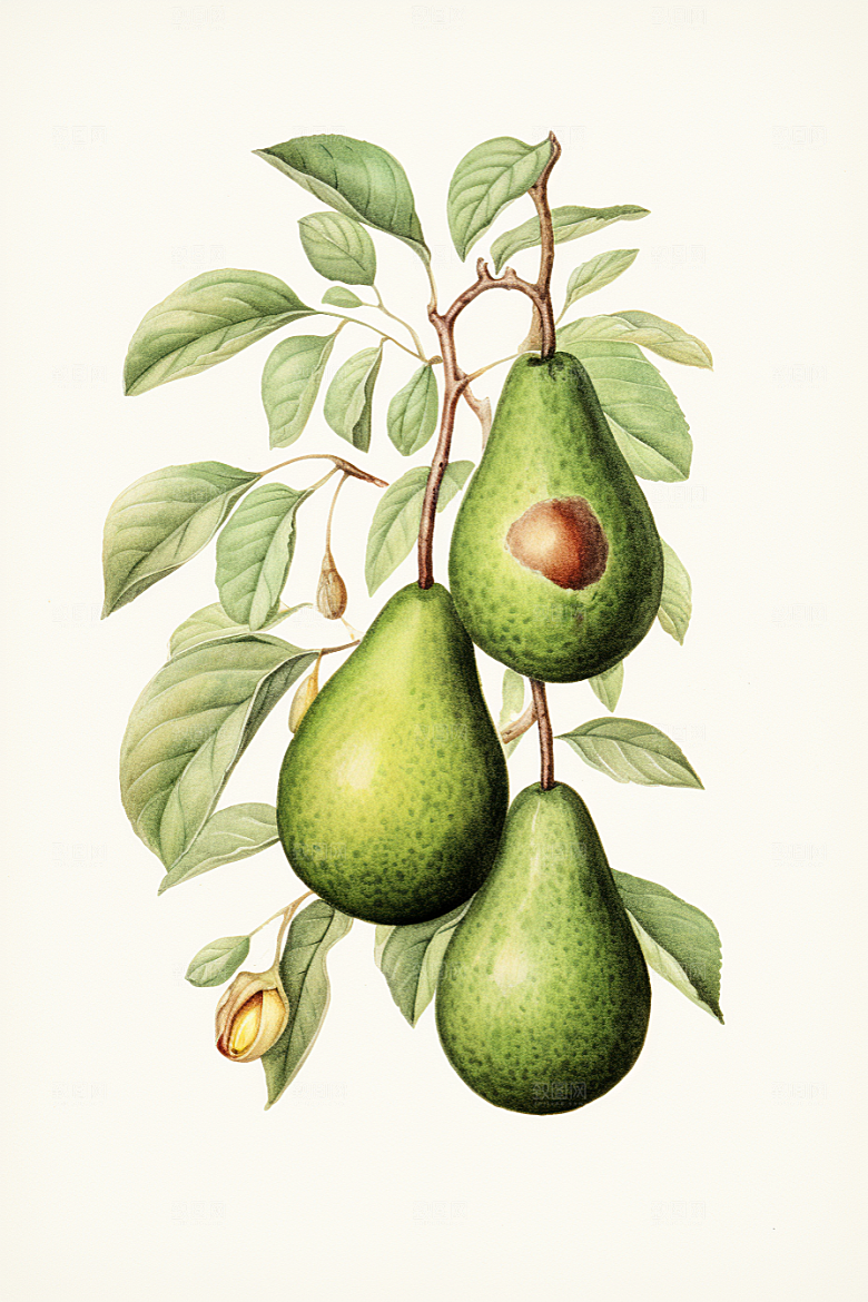 牛油果新鲜植物插画