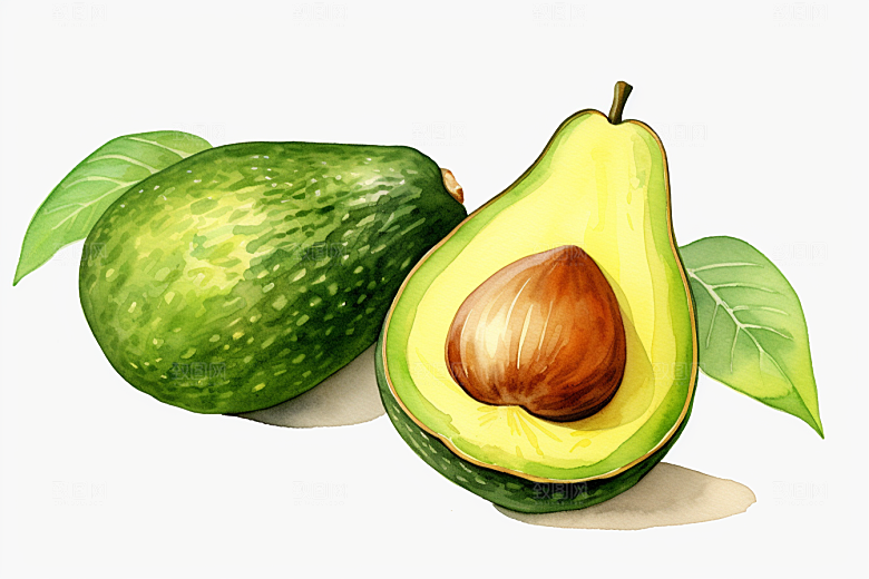牛油果高清手绘插画