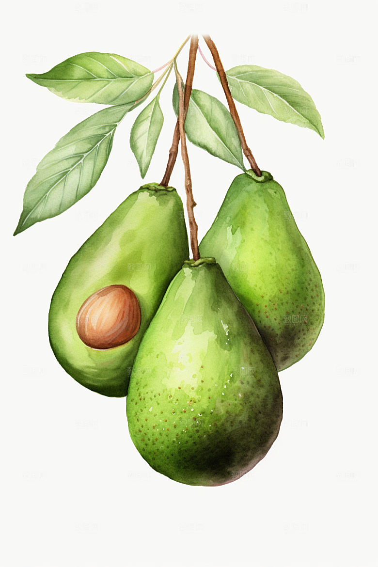 牛油果手绘水果插画