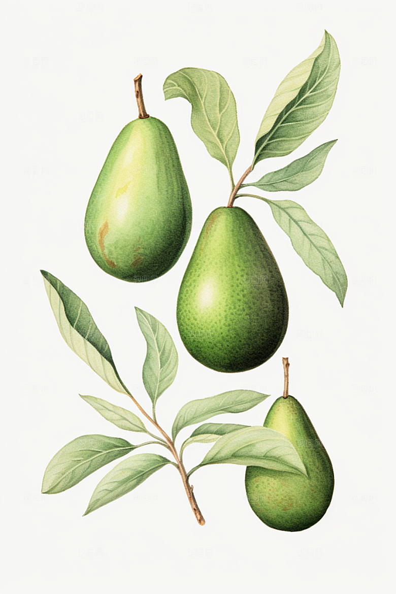 牛油果植物轻食插画