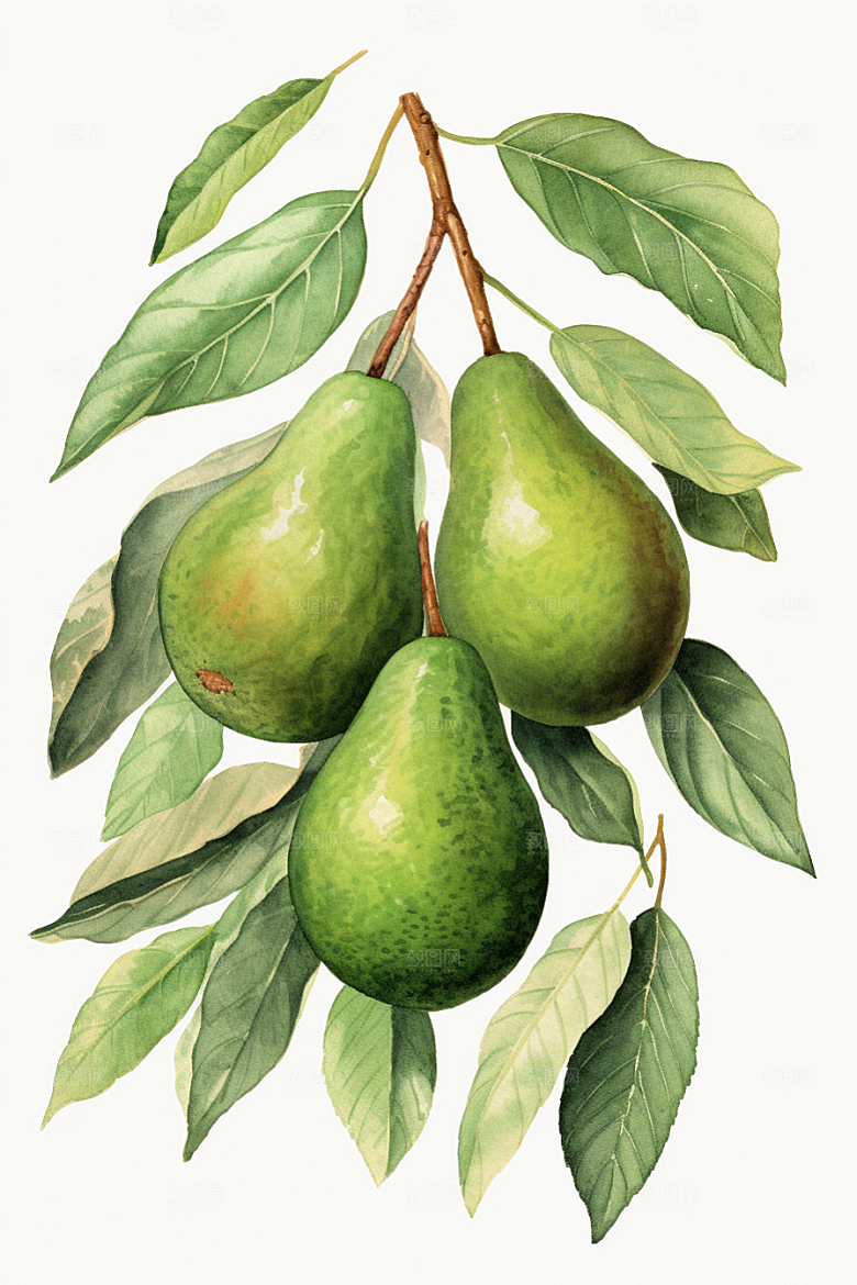 牛油果高清手绘插画