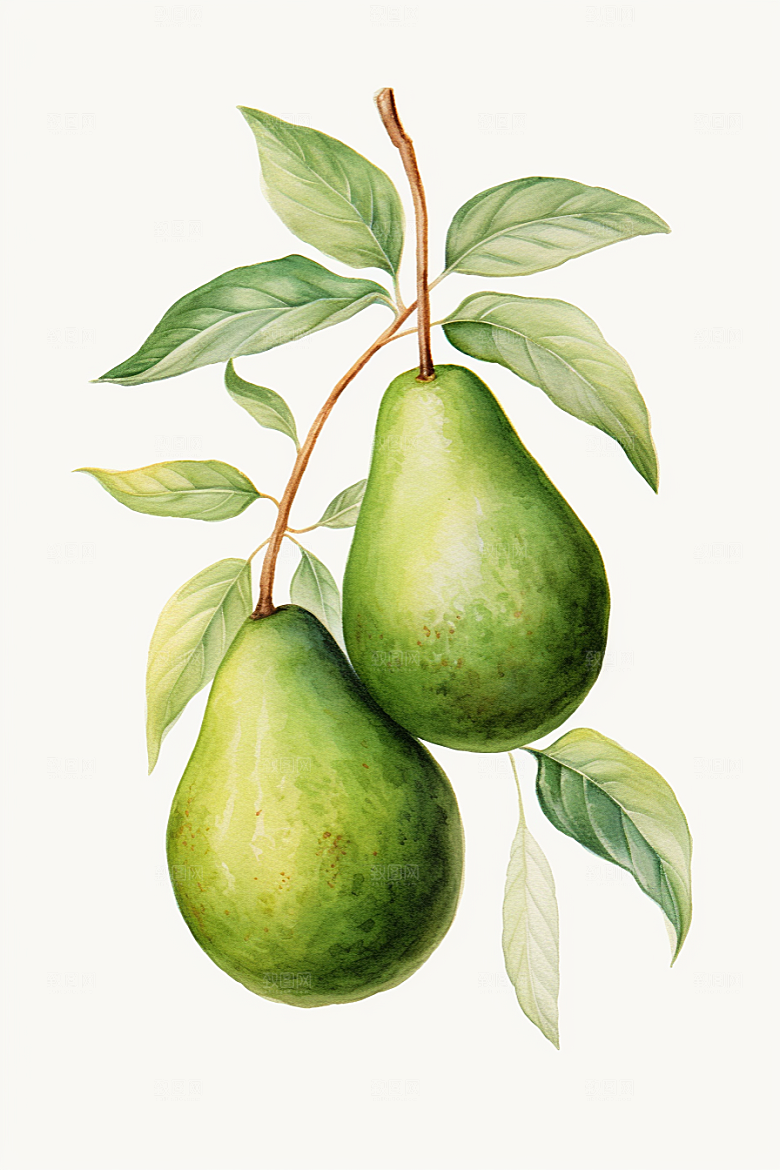 牛油果美食水果插画