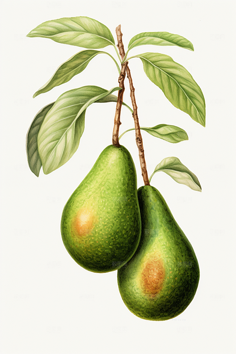牛油果新鲜水果插画