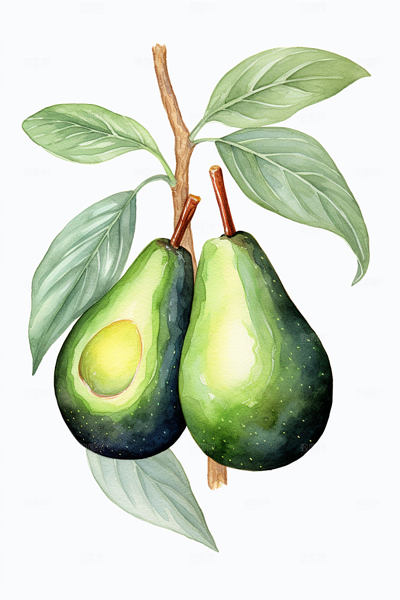 牛油果健康高清插画
