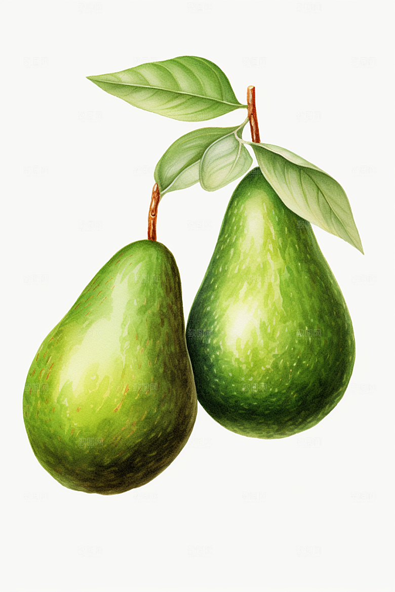 牛油果清新手绘插画