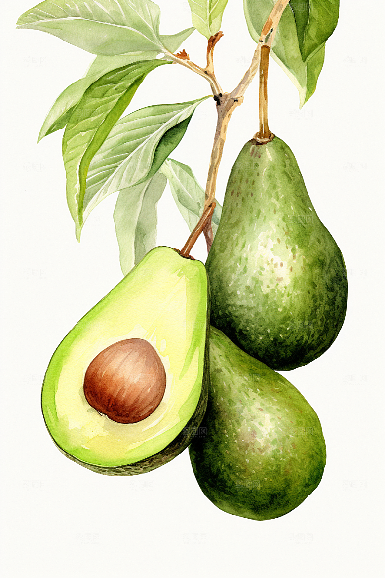 牛油果清新手绘插画