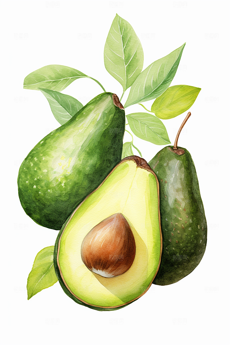 牛油果清新手绘插画