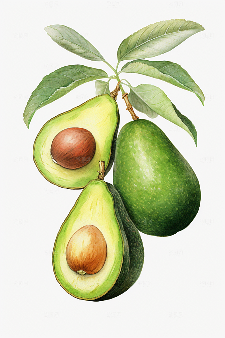 牛油果新鲜健康插画