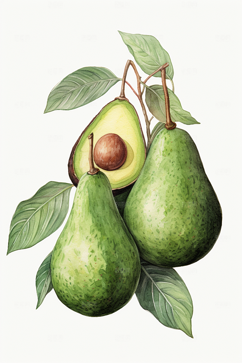 牛油果高清健康插画
