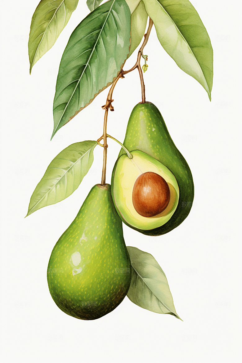 牛油果美食新鲜插画